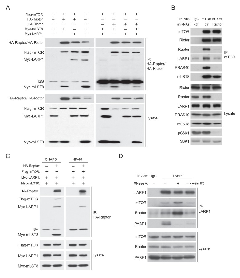 Figure 4—figure supplement 1.