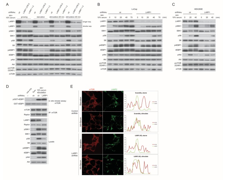 Figure 6—figure supplement 1.