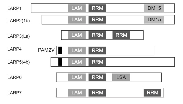 Figure 5—figure supplement 1.