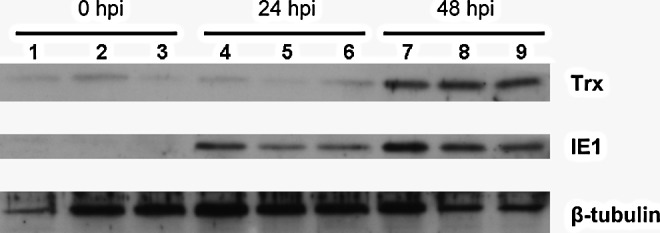 FIG. 1.