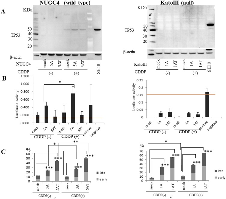 Fig 6