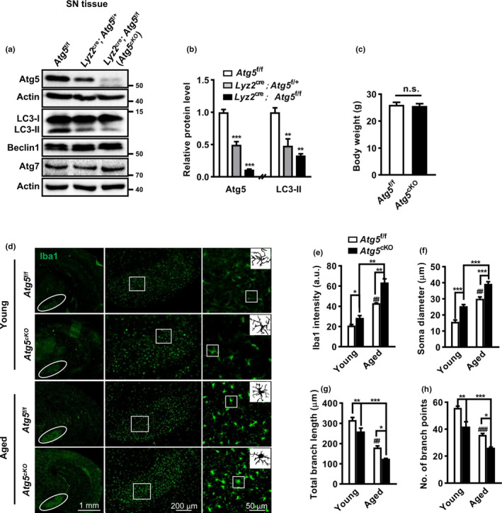 FIGURE 4