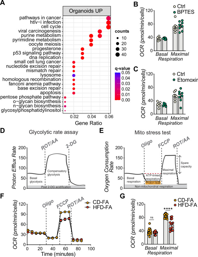 Figure 4—figure supplement 1.