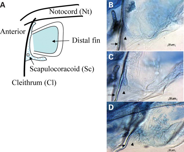 Figure 5.