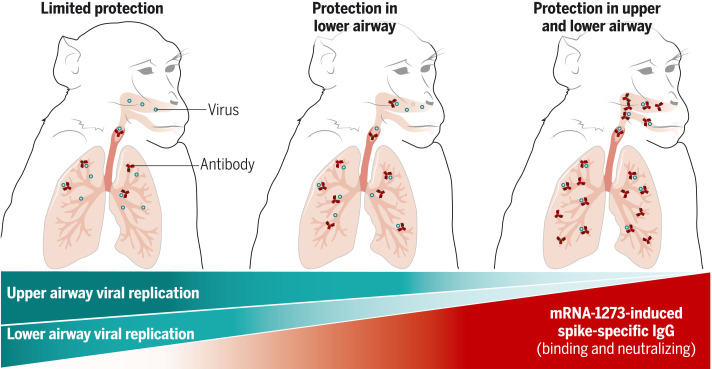 mRNA-1273 vaccine–induced humoral immune responses are a mechanistic correlate of protection against SARS-CoV-2.