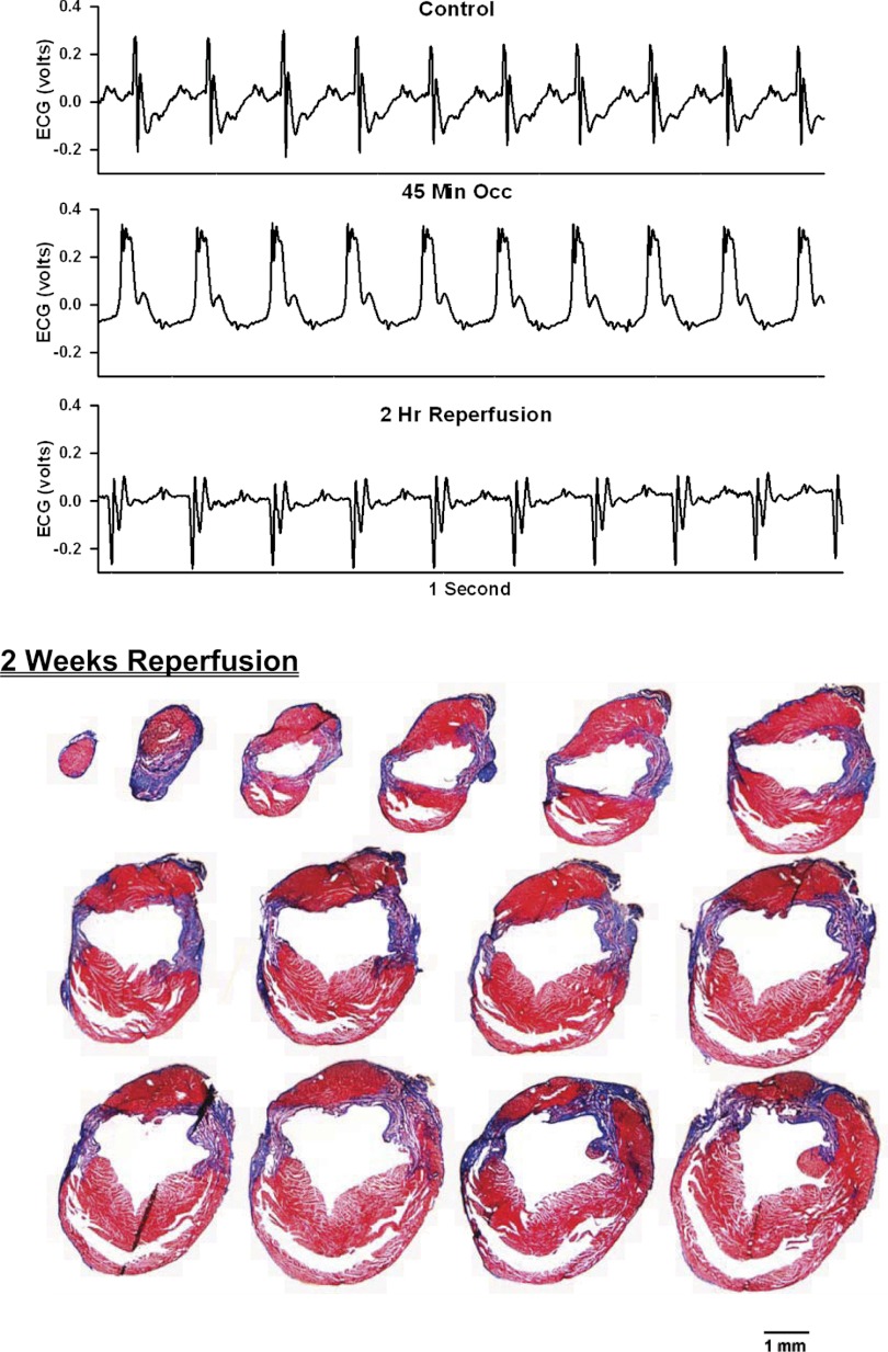 Fig. 3.