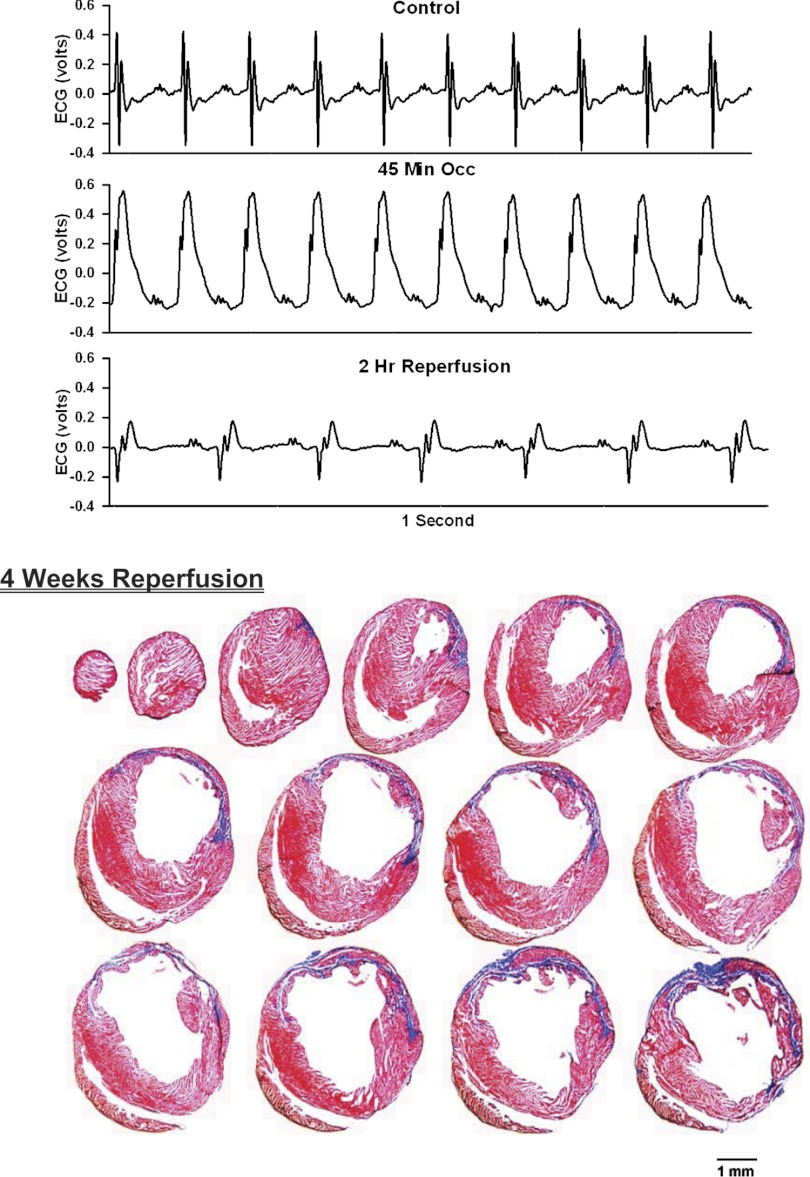 Fig. 9.