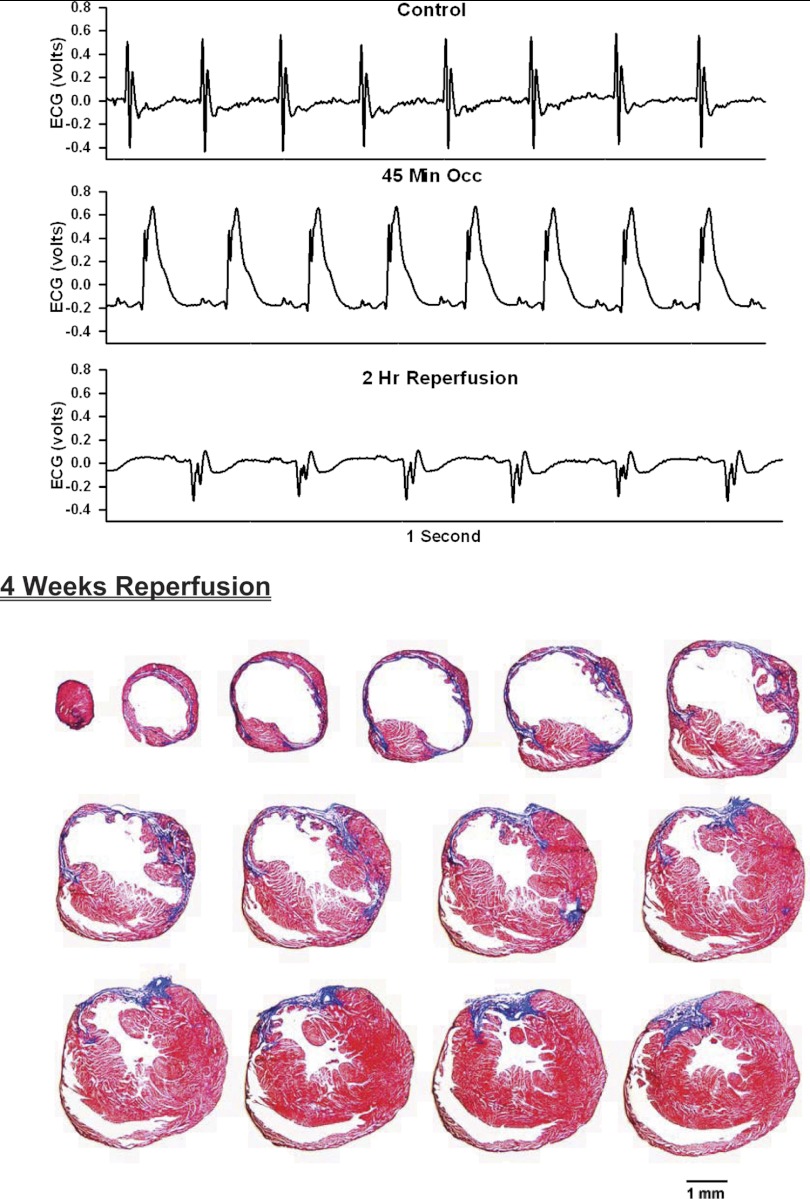 Fig. 10.