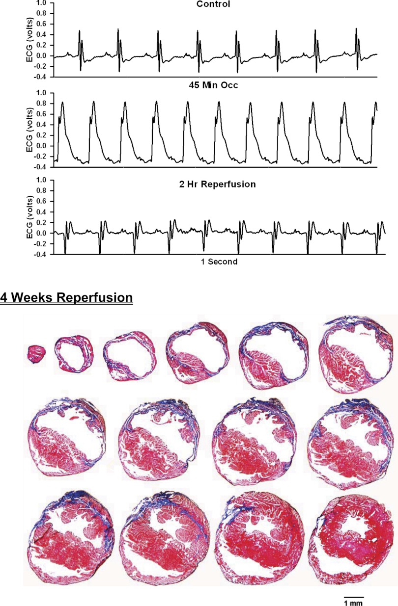 Fig. 8.