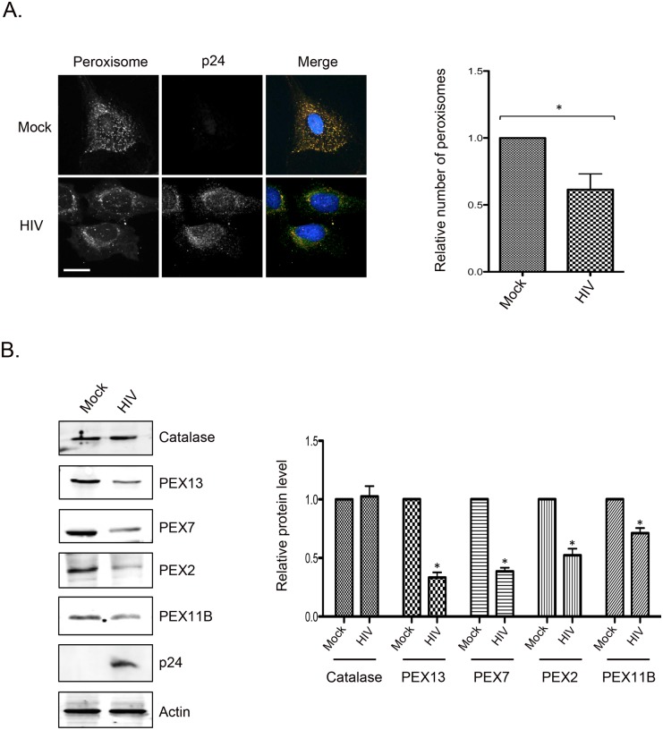 Fig 4