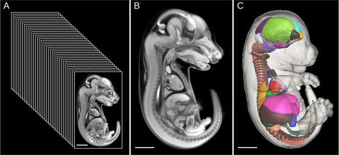 Fig. 1.