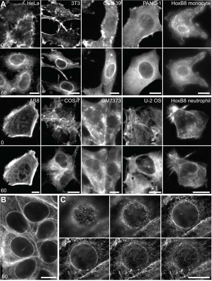 Figure 1—figure supplement 1.