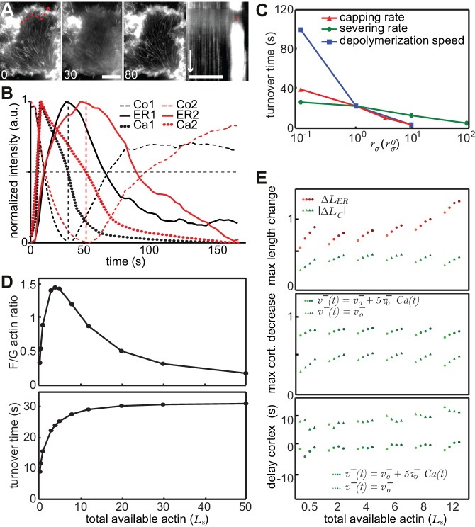 Figure 4—figure supplement 1.