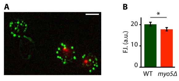 Figure 2—figure supplement 1.