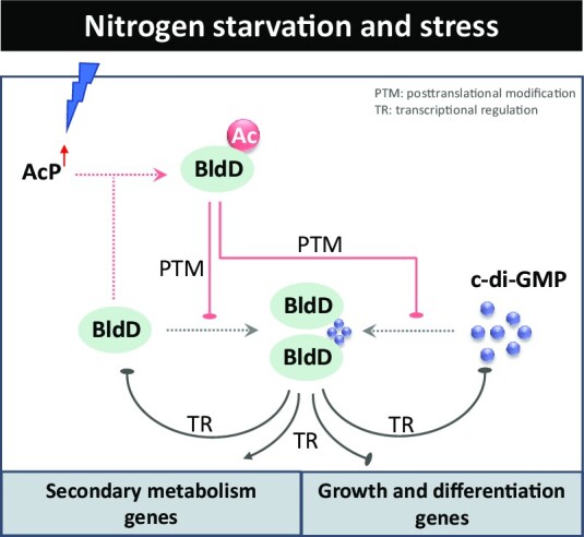 Graphical Abstract