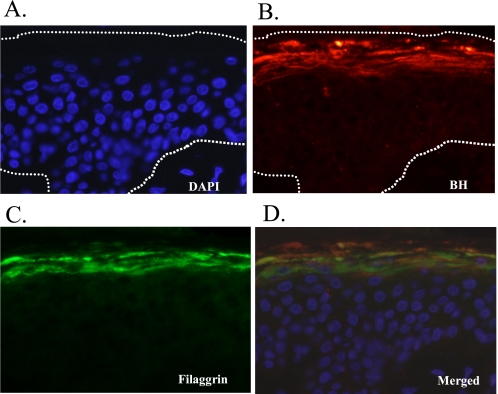 FIGURE 4.