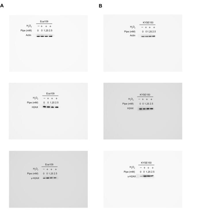 Supplementary figure S5