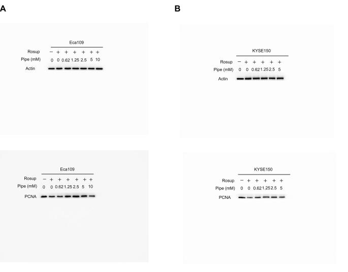 Supplementary figure S6