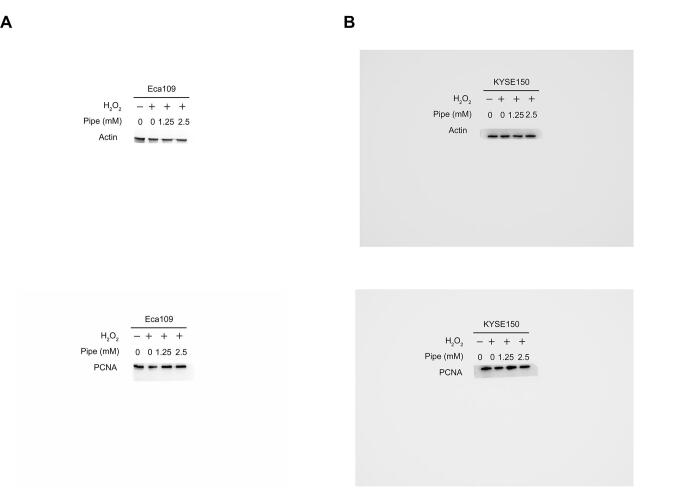 Supplementary figure S7