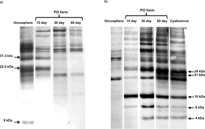 Fig 7