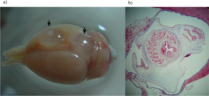 Fig 6