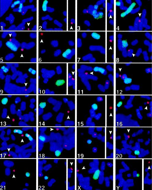 Figure  3