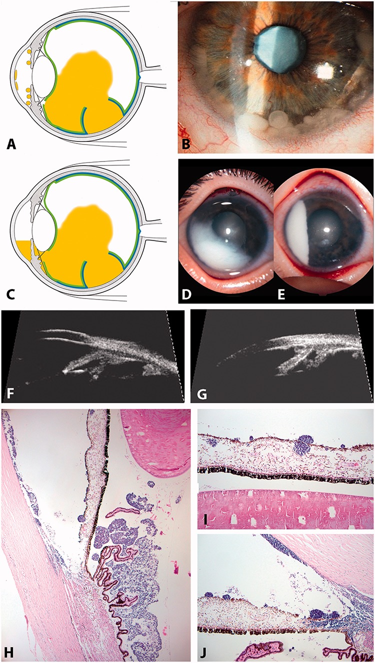 FIGURE 11.