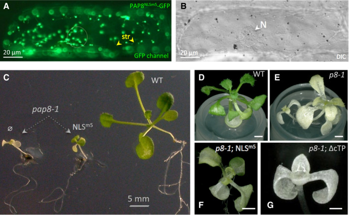 Figure 4