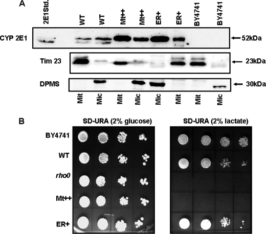 FIGURE 10.