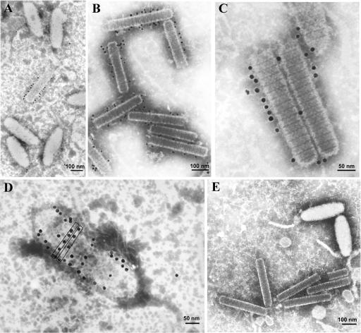 FIG. 5.