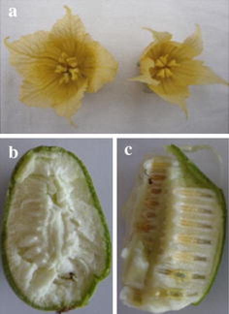 Fig. 1