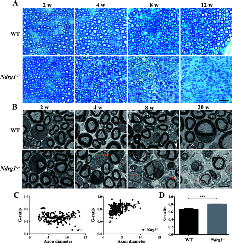 FIG 2