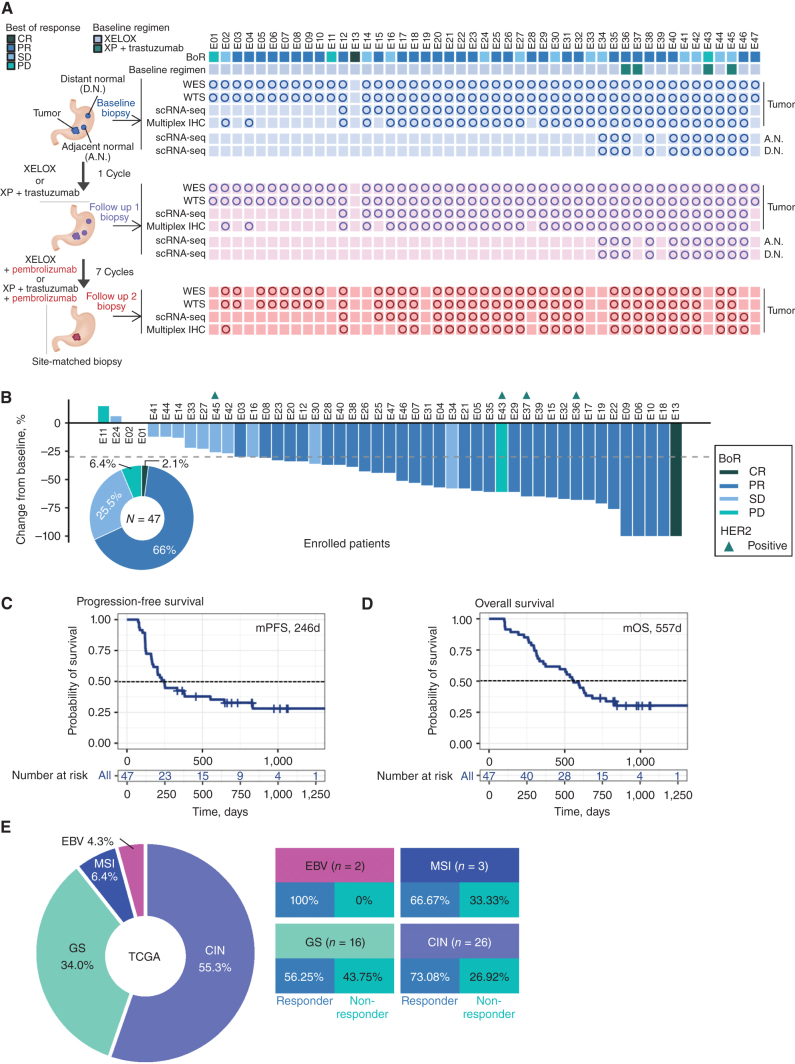 Figure 1. Phase II trial results and sample collection schema. A, Sample collection schedule and analysis platforms in a phase II sequential chemoimmunotherapy trial. Circles correspond to samples included in analyses. B, Waterfall plot demonstrating RECISTv1.1 response for patients in the trial. C, Clinical trial patient composition and response rates by TCGA molecular subgroup. D, Kaplan–Meier curve showing progression-free survival (PFS) by fast and slow progressor categorization. Statistical comparison performed using a log-rank test. E, Kaplan–Meier curve showing overall survival (OS) by fast and slow progressor categorization. Statistical comparison performed using a log-rank test.