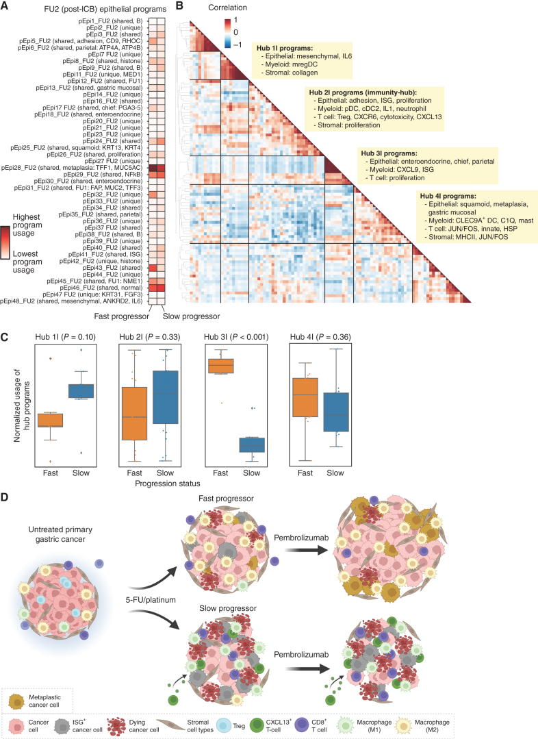 Figure 6. Multicellular hubs underlie chemoimmunotherapy resistance and response. A, cNMF was performed on epithelial cells at FU2. Shown is the mean usage of each cNMF gene program in the epithelial cells of fast and slow progressing patients. B, Heat map showing pairwise correlation of gene program activities across all patient samples at FU2 using the 90th percentile of patient-level program activity in epithelial, myeloid, T, NK, and stromal cells. Hierarchical clustering was performed to identify clusters of covarying proteins, which have been labeled as Hub1C to 5C. C, Average z-scored usage of all gene programs in each hub split by fast and slow progressing patients. Statistical comparison performed using a two-sample t test with Bonferroni correction. D, Summary schematic of proposed changes to the TME after 1 cycle of chemotherapy and chemoimmunotherapy in fast versus slow progressing patients; in particular, fast progressing patients have induction of metaplasia programs and increased abundance of suppressive M2 macrophages. Slow progressing patients have increased infiltration of CXCL13+ CD8 T cells after chemotherapy, and increased tumor-intrinsic ISG induction and inflammatory M1 macrophage subsets.