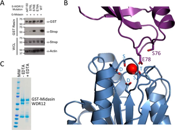 FIGURE 5.