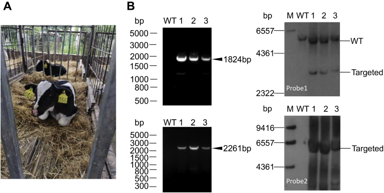 Figure 4