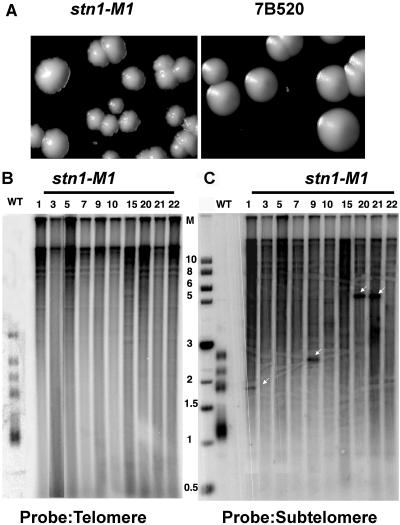 FIG. 1.