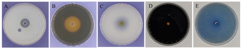 Figure 4