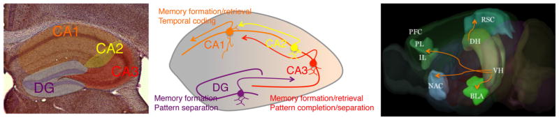 Using New Approaches in Neurobiology to Rethink Stress-Induced Amnesia ...