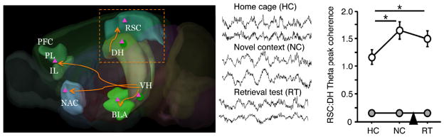 Using New Approaches in Neurobiology to Rethink Stress-Induced Amnesia ...