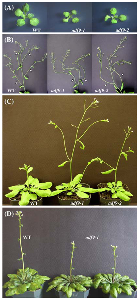 Fig. 2