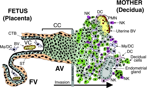 FIG. 1.