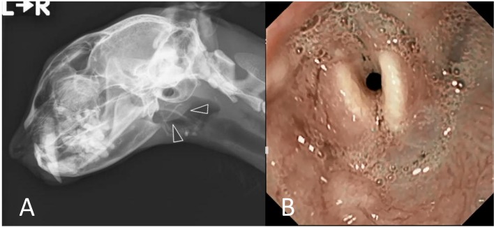 A cat with suspected laryngeal metastasis with mucosal irregularity ...