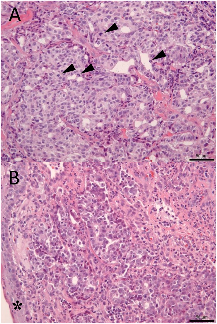 A cat with suspected laryngeal metastasis with mucosal irregularity ...