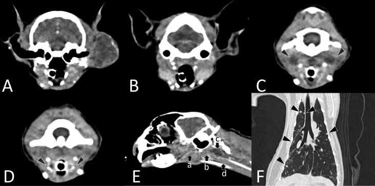 A cat with suspected laryngeal metastasis with mucosal irregularity ...