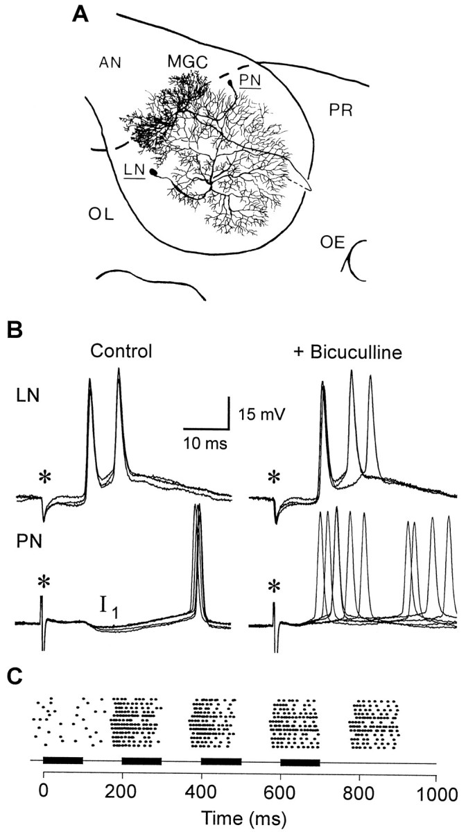 Fig. 1.