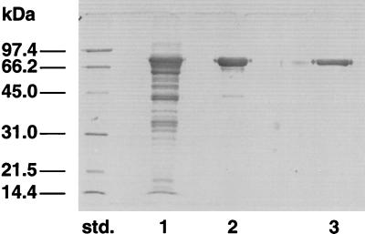 FIG. 1