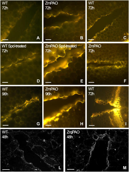 Figure 11.