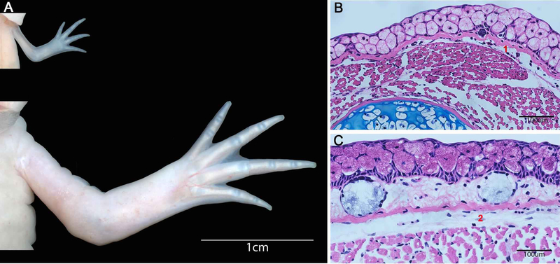 Figure 2: