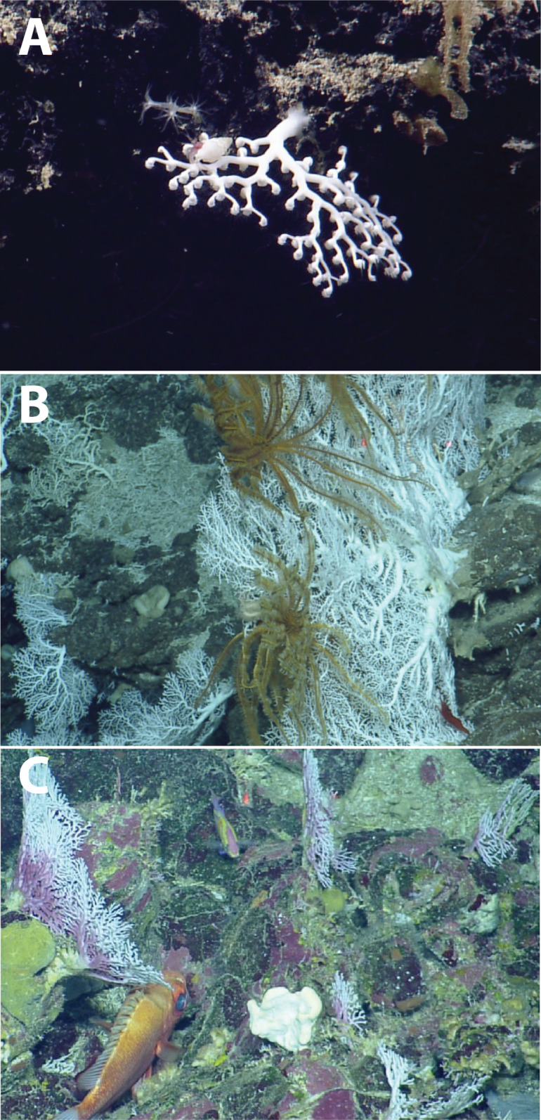 Figure 9